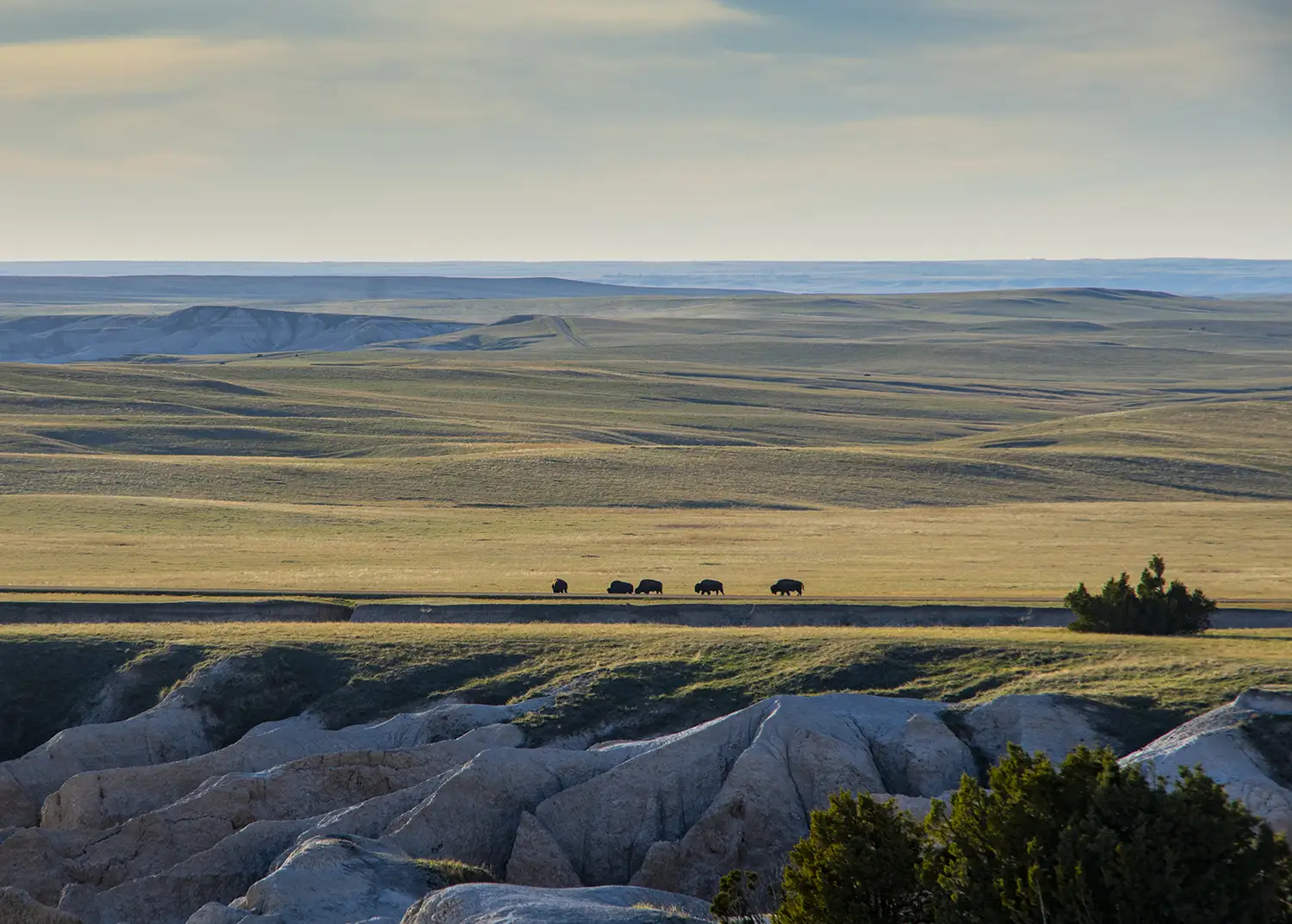 KRB Graphics photography wildlife – BUFFALO DISTANCE