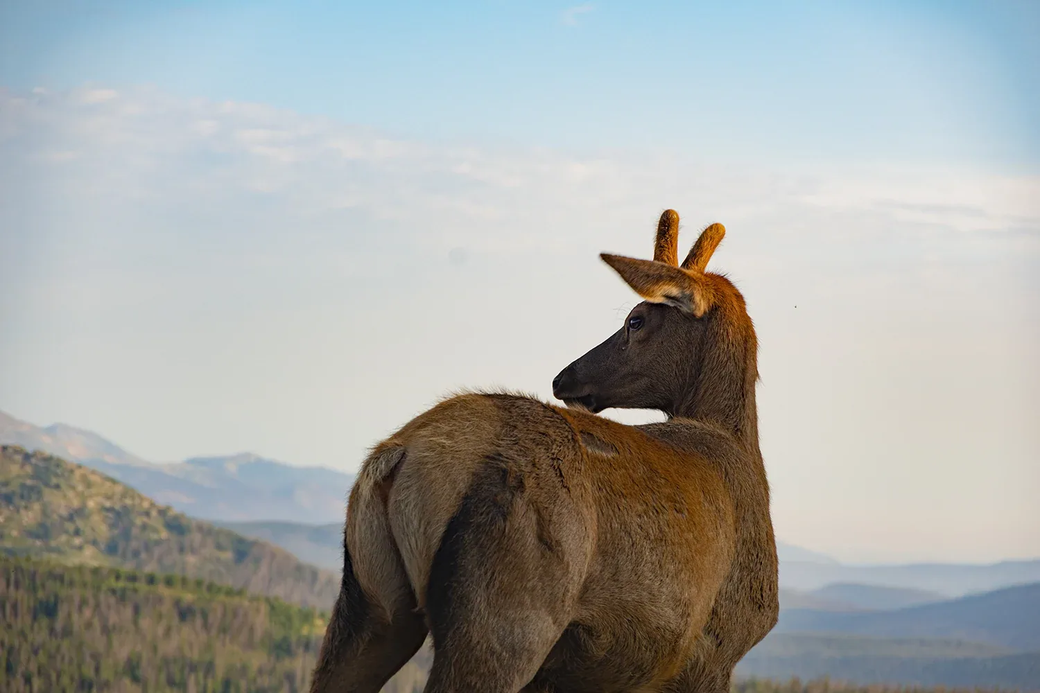 KRB Graphics photography wildlife – Elk boy look back