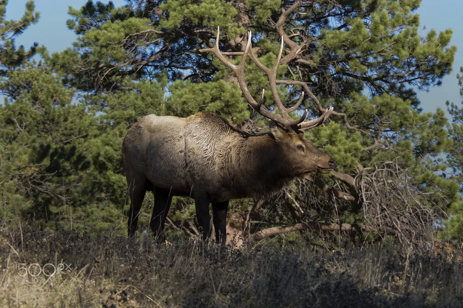 KRB Graphics photography wildlife – Elk