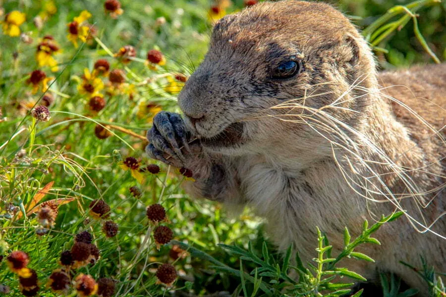 KRB Graphics photography wildlife – Prairie dog