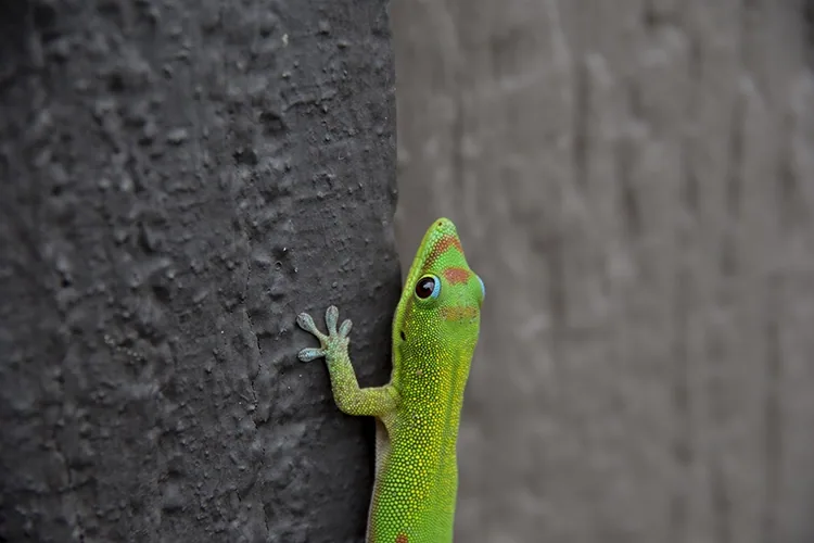 KRB Graphics photography wildlife – lizard 2
