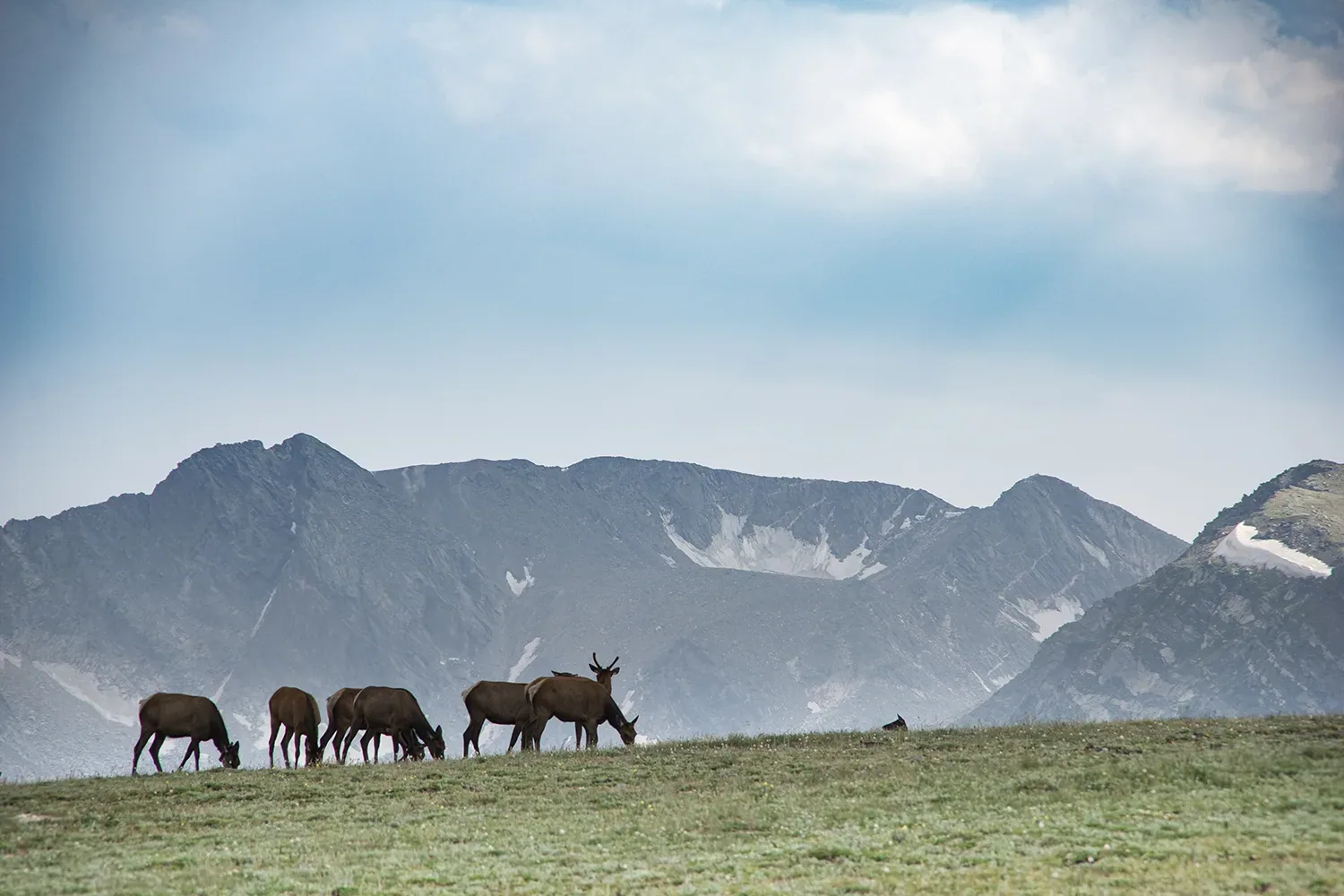 KRB Graphics photography wildlife – tundra heard